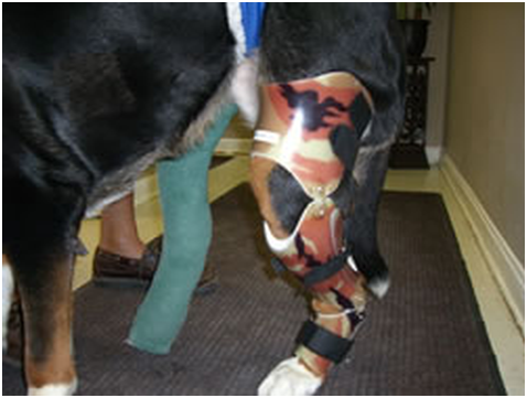 ortho brace for dogs
